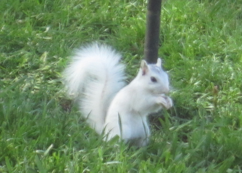 White Squirrel